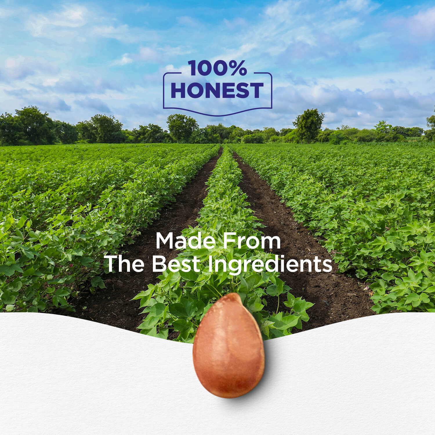 Refined Cottonseed Oil 15KG Tin